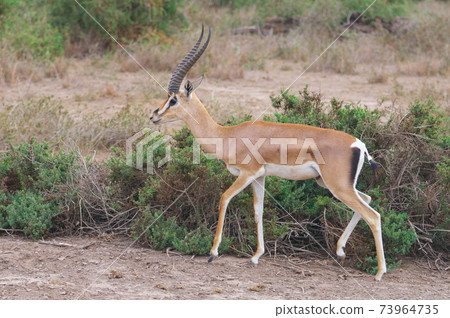 Grant Gazell 73964735