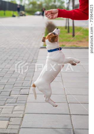 Clever puppy Jack Russell Terrier plays with the owner on the street. A thoroughbred shorthair dog jumping at the hand of an unrecognizable woman. Energetic pet in motion. 73964825