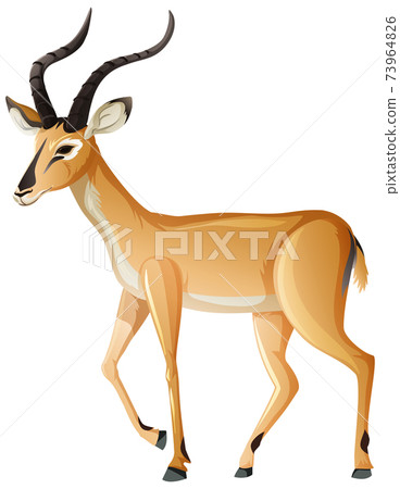 Impala animal on white background 73964826