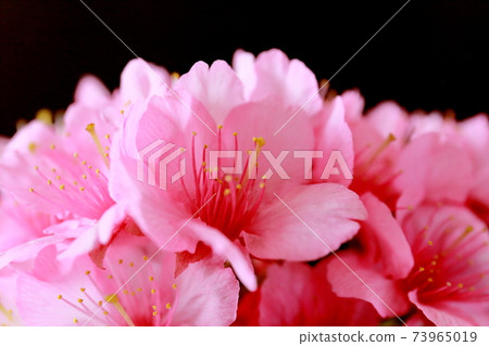 櫻花（Hikanzakura） 73965019