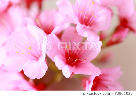 櫻花（Hikanzakura） 73965022