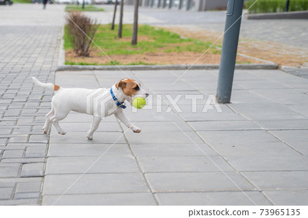 Purebred smooth-haired puppy Jack Russell Terrier plays on the street. Joyful little dog companion runs and jumps for a tennis ball. Active four-legged friend. Purebred smooth-haired puppy Jack Russell Terrier plays on the street. Joyful little dog companion runs and jumps for a tennis ball. Active four-legged friend. 73965135