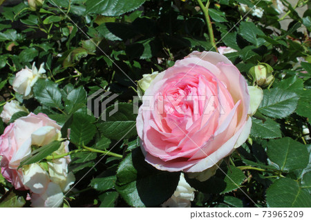 Rose Pierre de Ronzar Rose Pierre de Ronzar 73965209