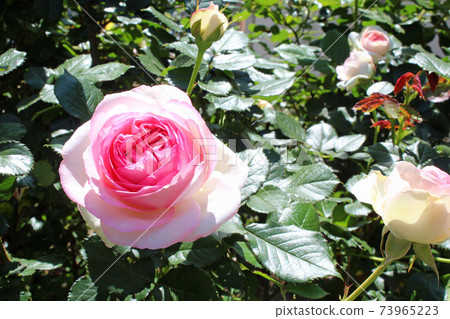 Rose Pierre de Ronzar Rose Pierre de Ronzar 73965223