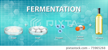 Alcoholic Fermentation Chemical Equation Stock Illustration 73965268 Pixta