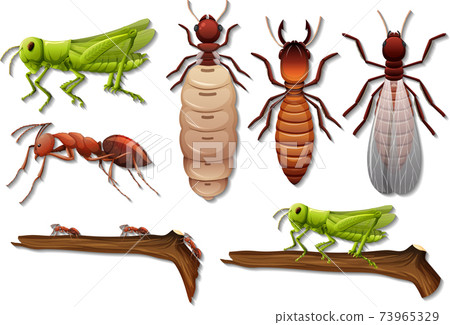Set of different insects isolated on white background Set of different insects isolated on white background 73965329