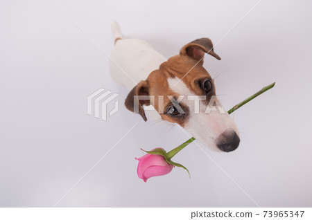 Top view of a funny dog with a pink rose in his mouth on a white background. Wide angle. 73965347