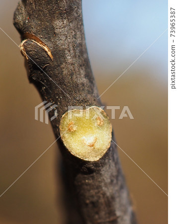 Winter buds and leaf marks of Zanthoxylum lanceolata (after the leaves have withered) The leaf marks are visible on the face Winter buds and leaf marks of Zanthoxylum lanceolata (after the leaves have withered) The leaf marks are visible on the face 73965387