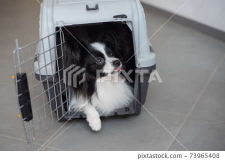A dog in a box for safe travel. Papillon in a pet transport cage A dog in a box for safe travel. Papillon in a pet transport cage 73965408