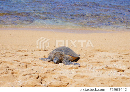 北岸的拉尼阿基亞海灘 73965442