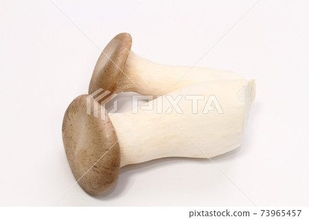 king oyster mushroom king oyster mushroom 73965457