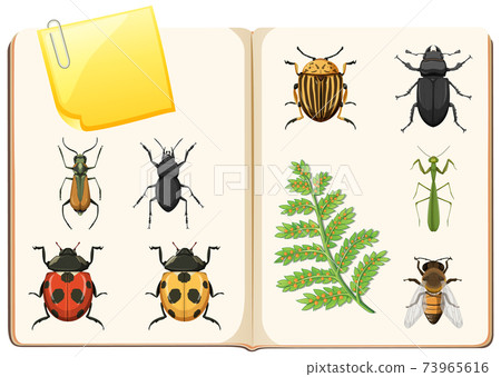 Insects collection on white background Insects collection on white background 73965616