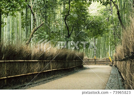 Small path of Sagano bamboo forest Small path of Sagano bamboo forest 73965823