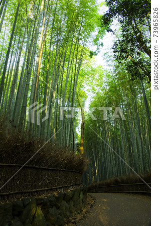 agan峨野竹林的小徑 agan峨野竹林的小徑 73965826