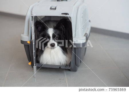 A dog in a box for safe travel. Papillon in a pet transport cage A dog in a box for safe travel. Papillon in a pet transport cage 73965869