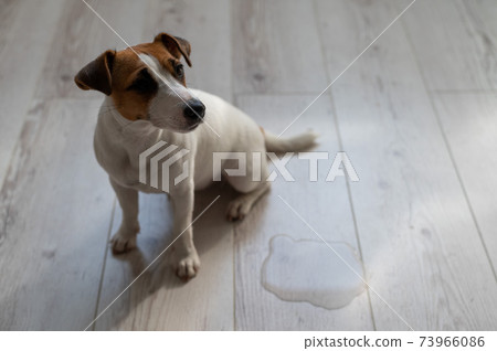 Guilty dog Jack Russell Terrier pissed puddle on the wooden floor Guilty dog Jack Russell Terrier pissed puddle on the wooden floor 73966086
