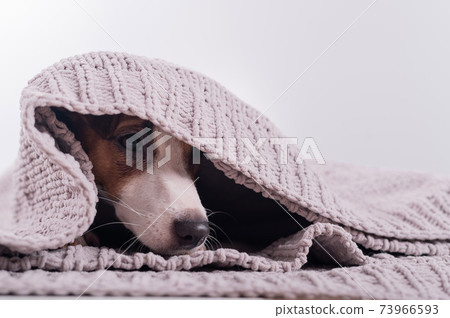 A cute little dog lies covered with a gray plaid. The muzzle of a Jack Russell Terrier sticks out from under the blanket 73966593