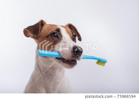 Smart dog jack russell terrier holds a blue toothbrush in his mouth on a white background. Oral hygiene of pets Smart dog jack russell terrier holds a blue toothbrush in his mouth on a white background. Oral hygiene of pets 73966594