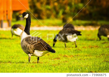 Wild geese on the meadow nibbling the grass, green juicy grass 73966675