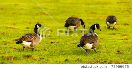 Wild geese on the meadow nibbling the grass, green juicy grass Wild geese on the meadow nibbling the grass, green juicy grass 73966676