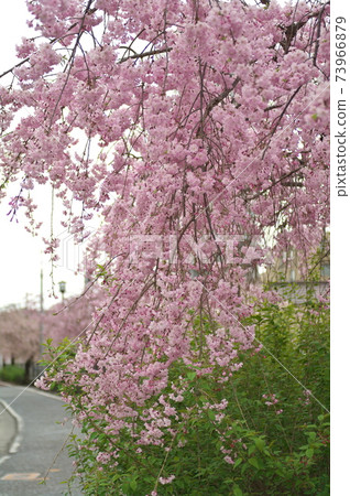Sakura along the Nikaryō Waterway in Takatsu - Stock