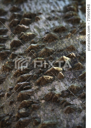 Zanthoxylum lanceolata的樹皮的微距照片隨著年齡的增長,突起尖端的刺脫落 Zanthoxylum lanceolata的樹皮的微距照片隨著年齡的增長,突起尖端的刺脫落 73966948
