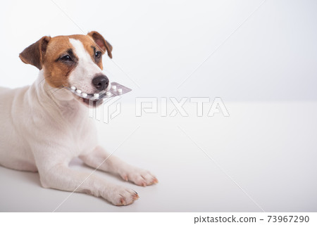 Little doggy Jack Russell Terrier with a blister of pills in his mouth on a white background. Veterinary treatment Little doggy Jack Russell Terrier with a blister of pills in his mouth on a white background. Veterinary treatment 73967290