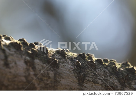 Zanthoxylum lanceolata側枝的特寫荊棘隨著年齡的增長而脫落 Zanthoxylum lanceolata側枝的特寫荊棘隨著年齡的增長而脫落 73967529