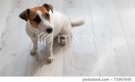 Guilty dog Jack Russell Terrier pissed puddle on the wooden floor 73967695