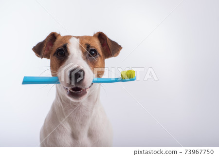 Smart dog jack russell terrier holds a blue toothbrush in his mouth on a white background. Oral hygiene of pets 73967750