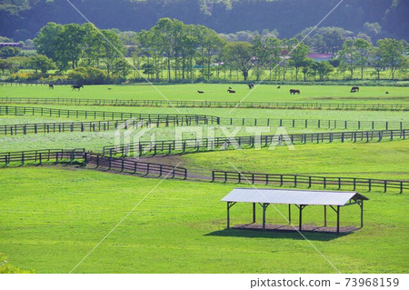 Ranch scenery seen from Sarabureddoginza parking park in Niikappu-cho, Hokkaido 73968159