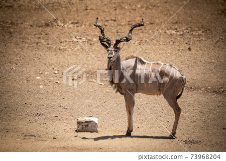 Male greater kudu standing by salt lick 73968204