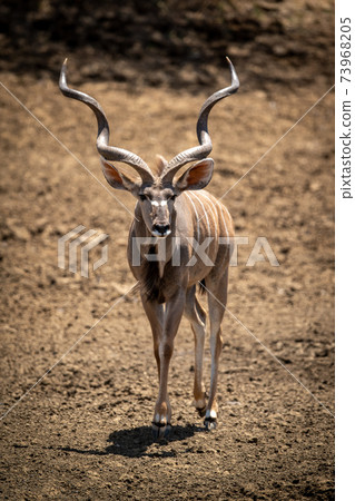 Male greater kudu crosses slope towards camera Male greater kudu crosses slope towards camera 73968205
