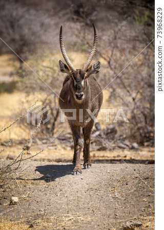 Male common waterbuck stands staring at camera Male common waterbuck stands staring at camera 73968229