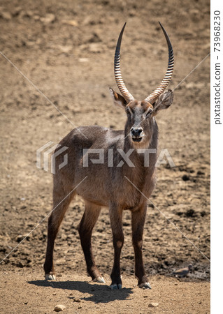 Male common waterbuck stands on rocky ground 73968230