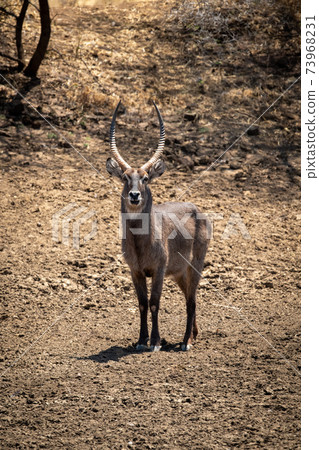 Male common waterbuck stands on stony ground Male common waterbuck stands on stony ground 73968231