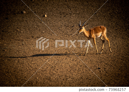 Male common impala walks casting long shadow 73968257
