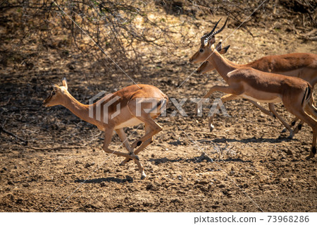 Male and female common impala gallop past Male and female common impala gallop past 73968286