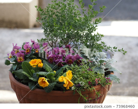 組花報春花和紫羅蘭種植“ 組花報春花和紫羅蘭種植“ 73968460