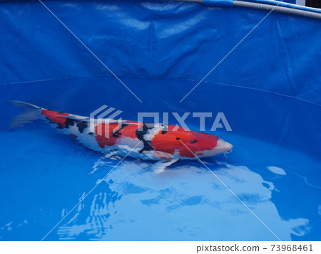 錦岸大正三國 錦岸大正三國 73968461