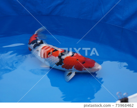 錦岸大正三國 73968462