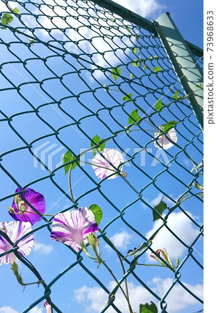 牽牛花與籬笆交織在一起,生長著美麗的藍天和白雲 牽牛花與籬笆交織在一起,生長著美麗的藍天和白雲 73968633