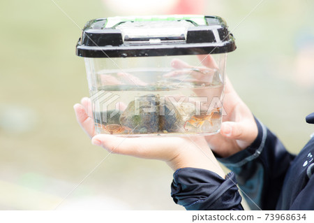 觀察薩瓦蟹的女孩 73968634