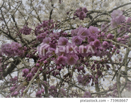 Cherry blossoms blooming in full bloom 73968667