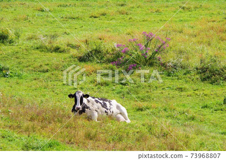 Hokkaido grazing cows 73968807