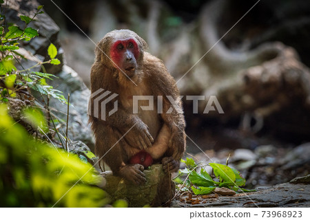 Stump-tailed macaque, a large, furry monkey tricky on the ground. Lives in the tropical forest Stump-tailed macaque, a large, furry monkey tricky on the ground. Lives in the tropical forest 73968923