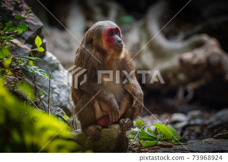 Stump-tailed macaque, a large, furry monkey tricky on the ground. Lives in the tropical forest Stump-tailed macaque, a large, furry monkey tricky on the ground. Lives in the tropical forest 73968924