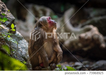 Stump-tailed macaque, a large, furry monkey tricky on the ground. Lives in the tropical forest Stump-tailed macaque, a large, furry monkey tricky on the ground. Lives in the tropical forest 73968925