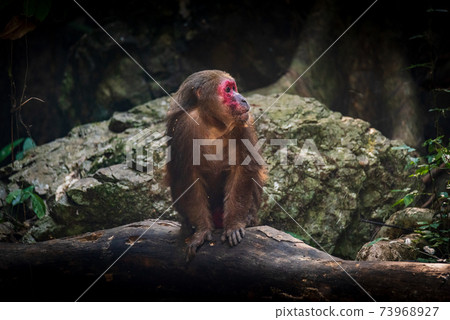 Stump-tailed macaque, a large, furry monkey tricky on the ground. Lives in the tropical forest Stump-tailed macaque, a large, furry monkey tricky on the ground. Lives in the tropical forest 73968927