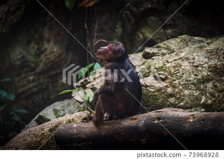 Stump-tailed macaque, a large, furry monkey tricky on the ground. Lives in the tropical forest Stump-tailed macaque, a large, furry monkey tricky on the ground. Lives in the tropical forest 73968928